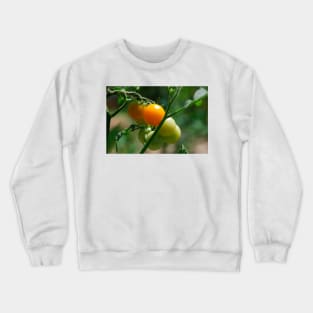 Orange Tomatoes Ripening on the Vine Crewneck Sweatshirt